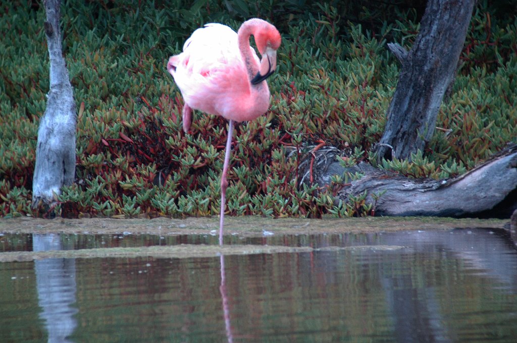 Flamingo, Greater, 2004-11014695.JPG - Greater Flamingo, Galapagos, 2004